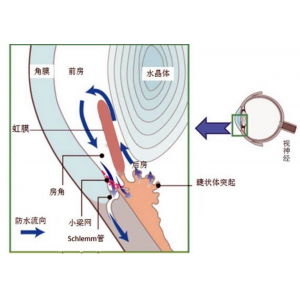 什么是房水循环